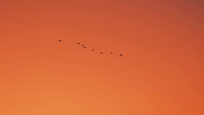 夕阳下的仙鹤大雁鸿雁之三十三