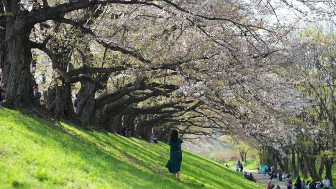 日本京都背割堤樱花