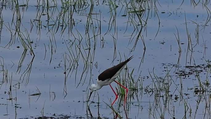 湿地鸟儿慢动作 觅食嬉戏自由自在