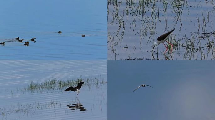 湿地鸟儿慢动作 觅食嬉戏自由自在