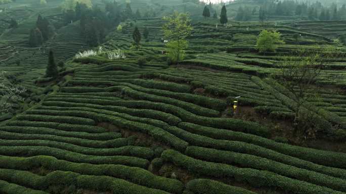 航拍春天的茶山茶园茶农采茶