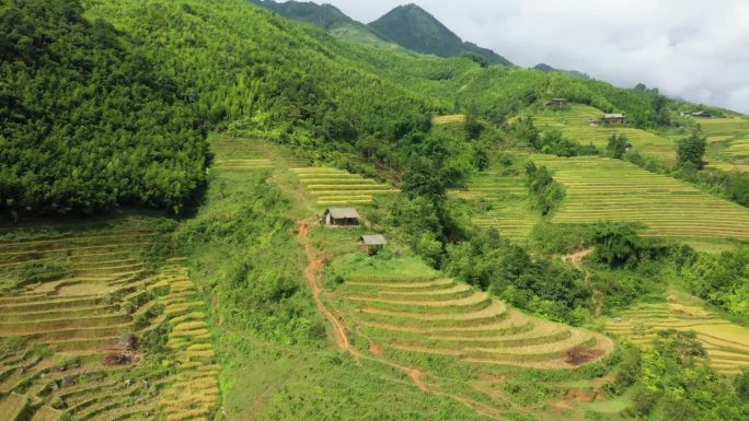 绿色和金色的水稻梯田作物在热带山区，亚洲，越南，东京，萨帕，朝老蔡，夏天，在一个阴天。