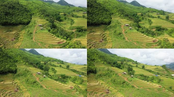 绿色和金色的水稻梯田作物在热带山区，亚洲，越南，东京，萨帕，朝老蔡，夏天，在一个阴天。