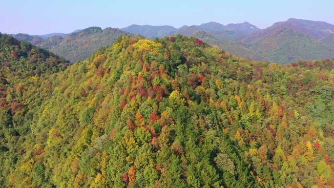 秋天 秋季 山脉 彩色 森林航拍