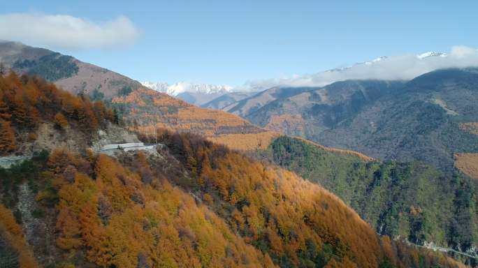 美丽秋天川西高原彩林航拍风景