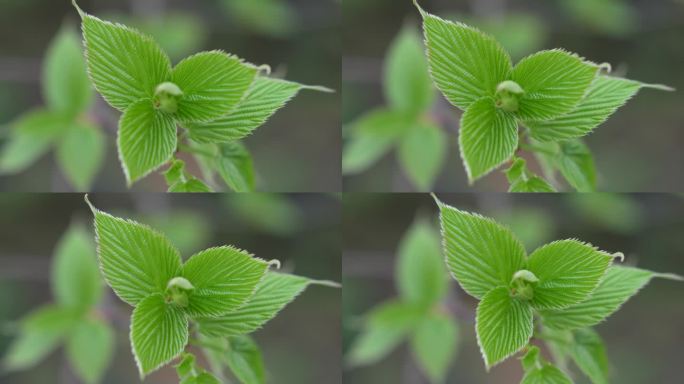 珙桐鸽子花视频4K