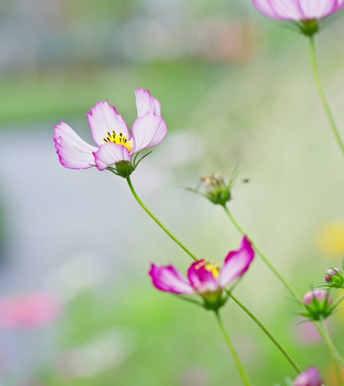 秋英花 竖屏素材