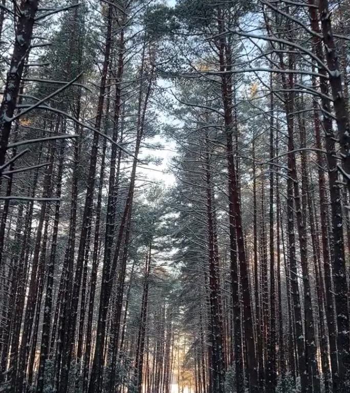 垂直视频的雪松林在霜冻的一天。夕阳穿过树林。从人眼的角度看。通向远方的路