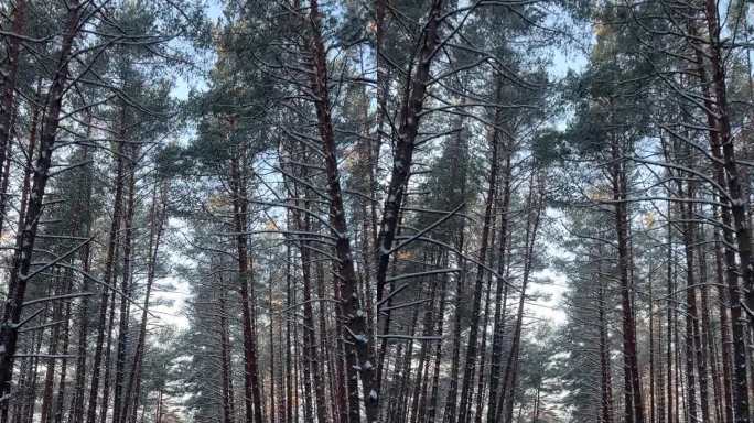 垂直视频的雪松林在霜冻的一天。夕阳穿过树林。从人眼的角度看。通向远方的路