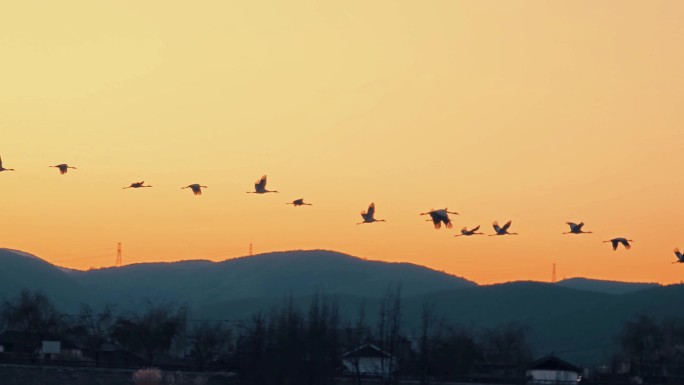 夕阳下的仙鹤大雁鸿雁之三十