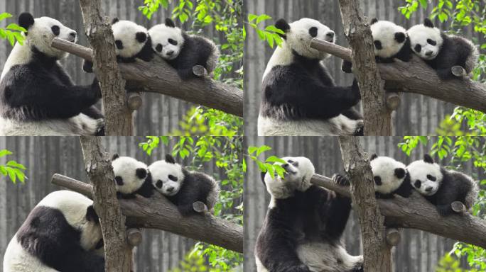 大熊猫守护两个小宝宝睡觉温馨动物家庭
