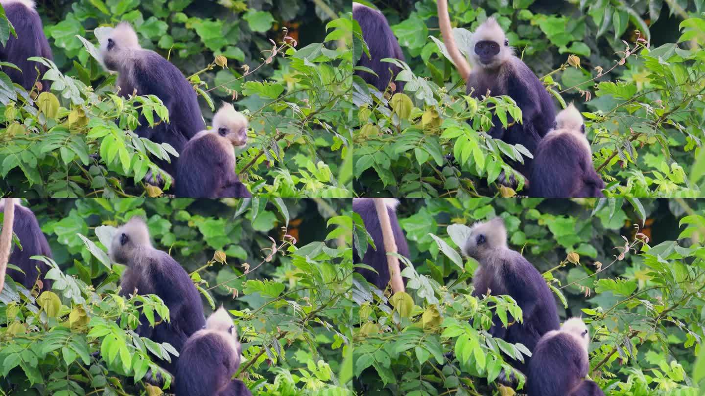 白头叶猴群在树上觅食