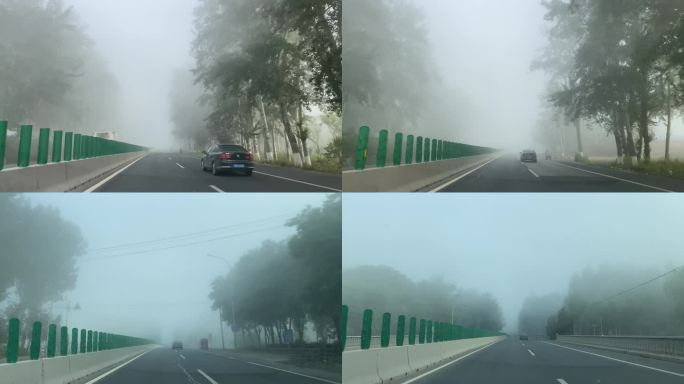 大雾 白天 公路 行驶 树木