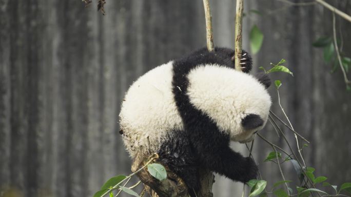 一只可爱大熊猫幼崽爬树玩耍