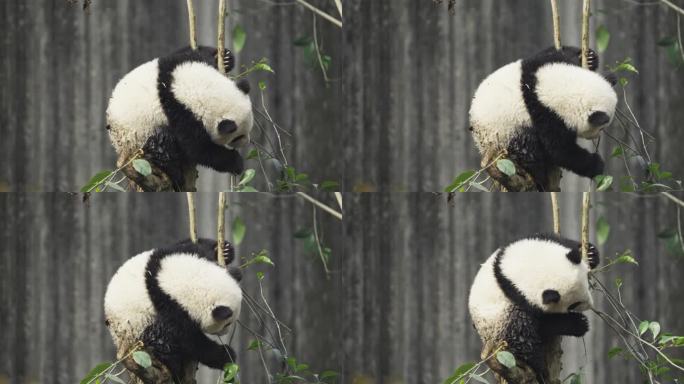 一只可爱大熊猫幼崽爬树玩耍