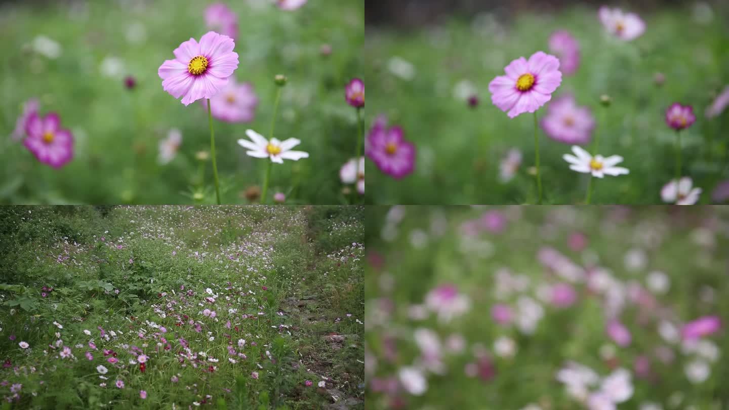 格桑花 海洋 花海  春景 夏景 波斯菊