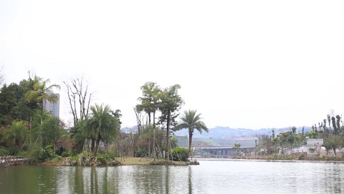 岛国风情 椰子树 湖边 海边 绿叶