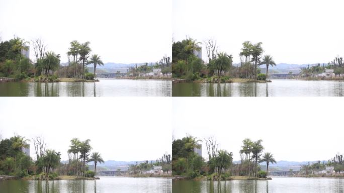 岛国风情 椰子树 湖边 海边 绿叶