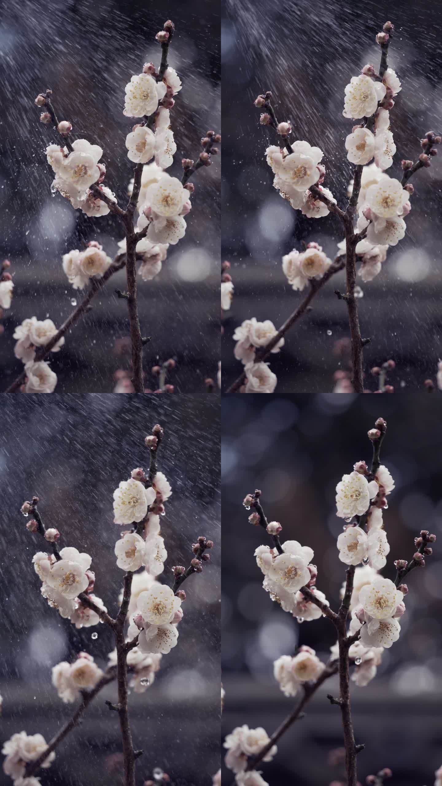 【5K】雨中梅花，雨中腊梅，雨水滴在梅花