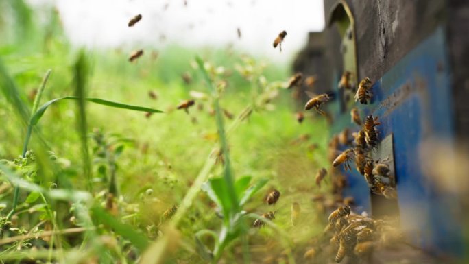 春天草丛里蜜蜂成群飞舞特写慢镜头养蜂场