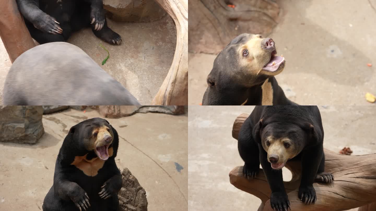 【4K】超长舌头的马来熊向人索取食物