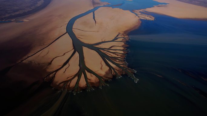 鄱阳湖湿地生命之树景观