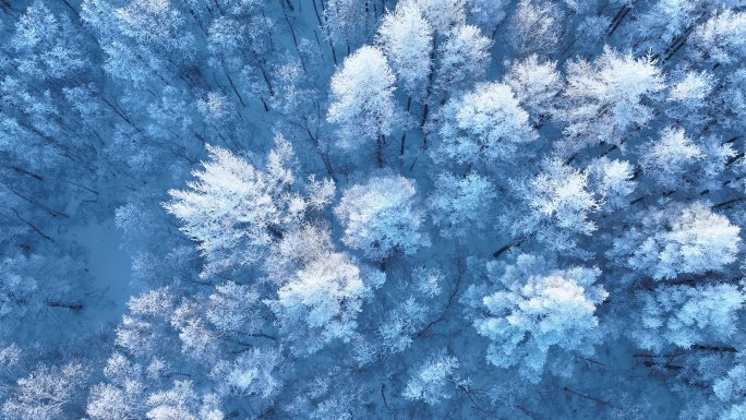 极寒天气俯拍山林雪松寒风