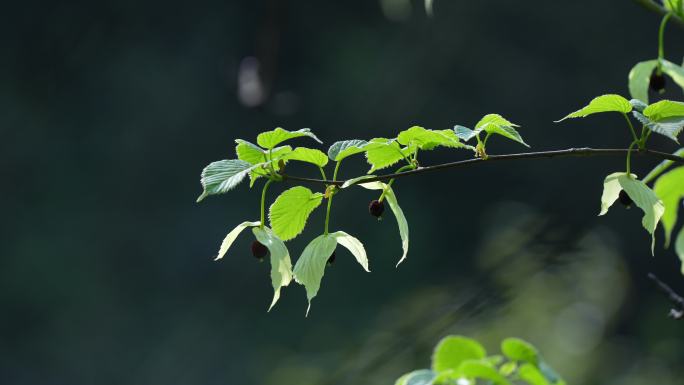 珙桐鸽子花视频4K