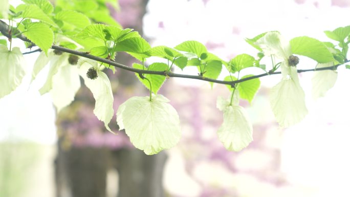 珙桐鸽子花视频4K