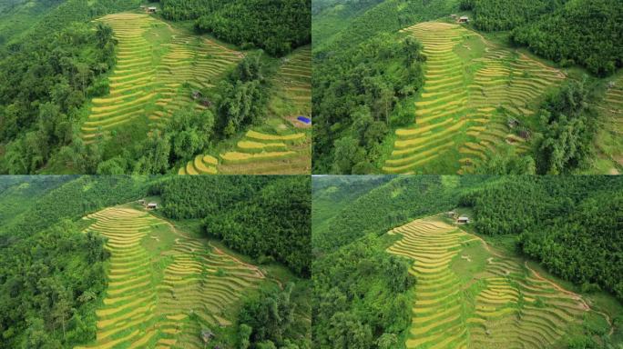 绿色和黄色的梯田在青山脚下，在亚洲，在越南，在东京，在萨帕，朝着老蔡，在夏天，在一个阳光明媚的日子。
