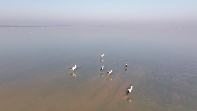 鄱阳湖越冬候鸟航拍