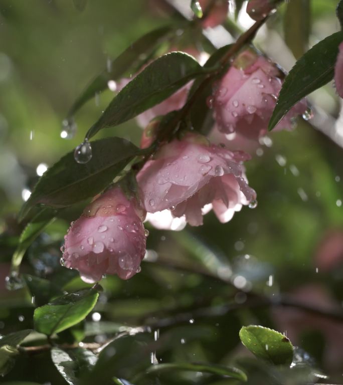 5K-雨中山茶花，立寒山茶花，雨滴慢镜头