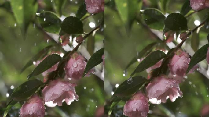 5K-雨中山茶花，立寒山茶花，雨滴慢镜头