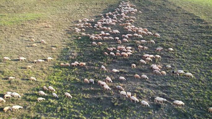 一群羊在山上吃草。牧羊人放羊鸟瞰图。