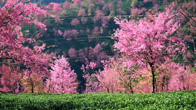 樱花谷浪漫茶园春天的感觉冬樱花山间