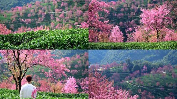 樱花谷浪漫茶园春天的感觉冬樱花山间