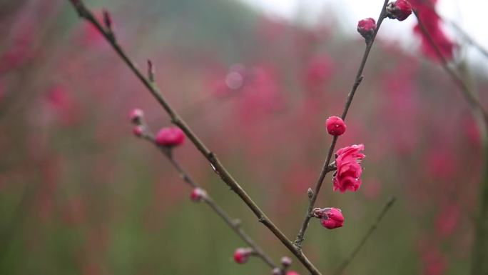 桃花 桃花始盛开 仙女 美景 红色