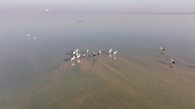 鄱阳湖越冬候鸟航拍