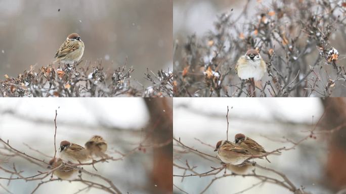 雪中的小麻雀