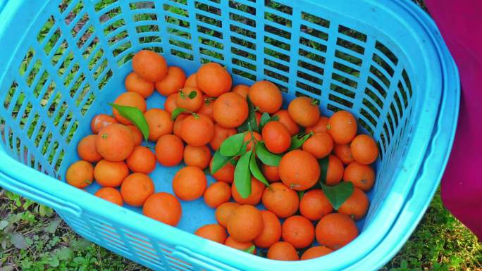 水果柑橘种植采摘丰收4K实拍和航拍