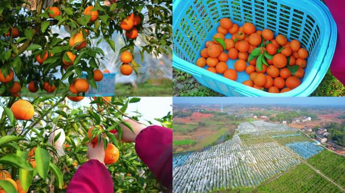 水果柑橘种植采摘丰收4K实拍和航拍