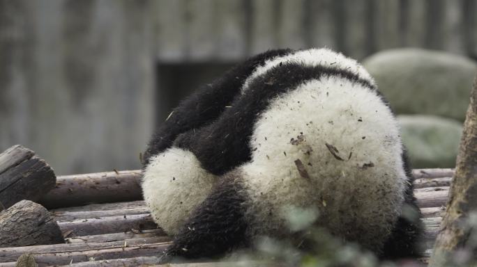 两只大熊猫幼崽玩耍摔跤打闹嬉戏憨态可掬