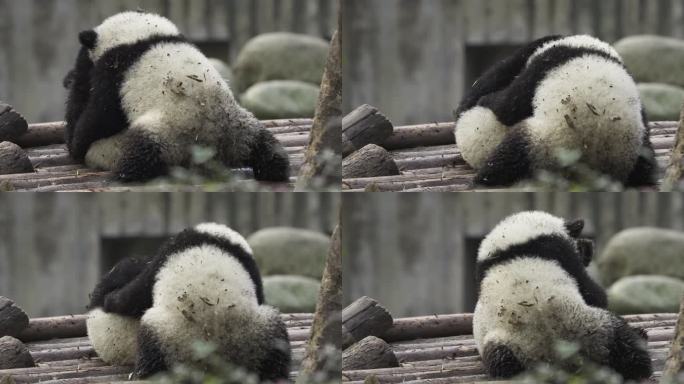 两只大熊猫幼崽玩耍摔跤打闹嬉戏憨态可掬