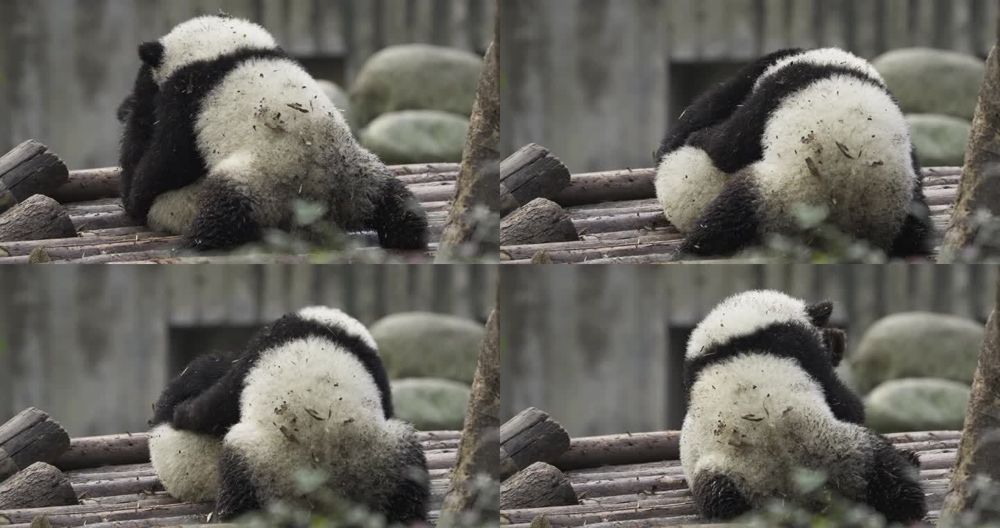 两只大熊猫幼崽玩耍摔跤打闹嬉戏憨态可掬