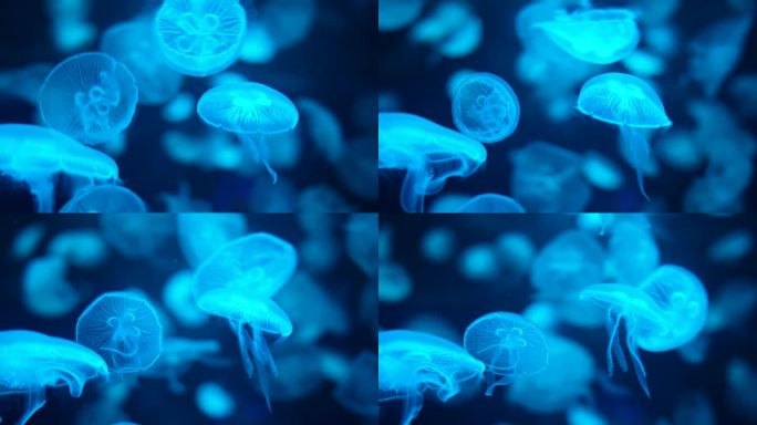 荧光水母唯美生物