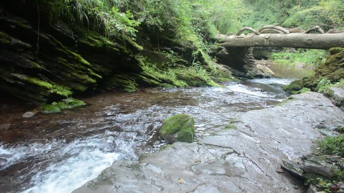 森林岩石上流淌清澈的溪流