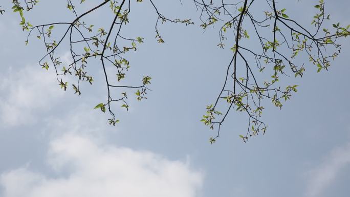 天空 白云 树叶 诗意 意境 美好 绿叶