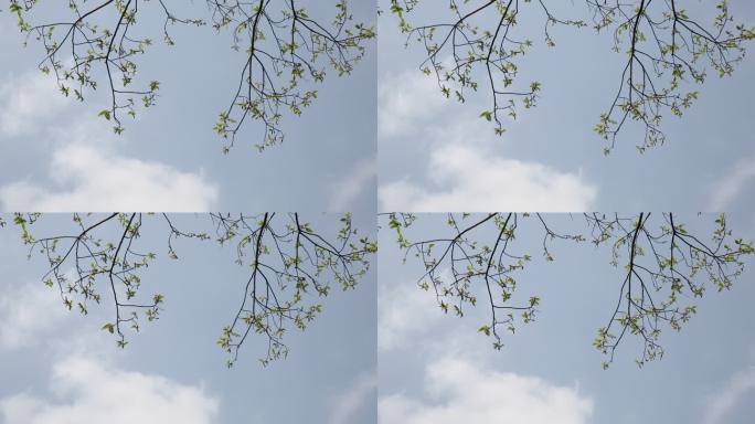 天空 白云 树叶 诗意 意境 美好 绿叶