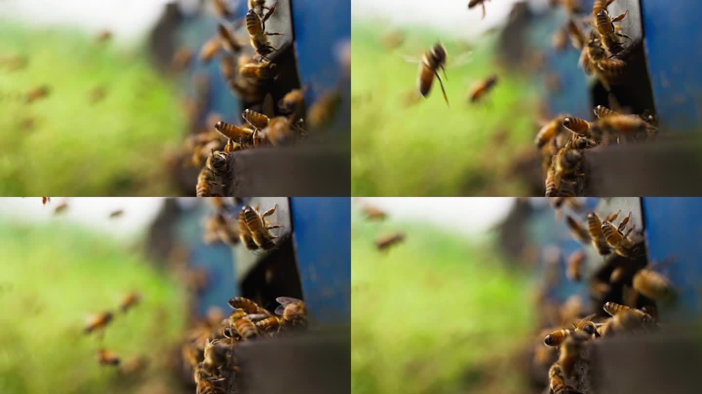 蜜蜂飞舞特写慢镜头