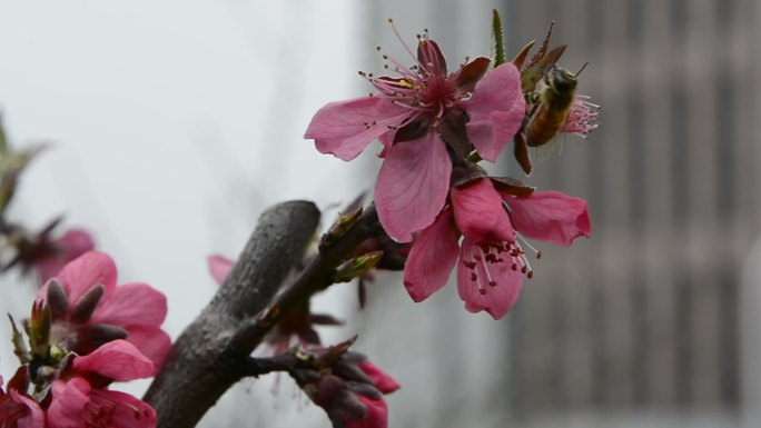 红花 红叶 蜜蜂 生机盎然 春的气息